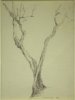 1909 - Albero